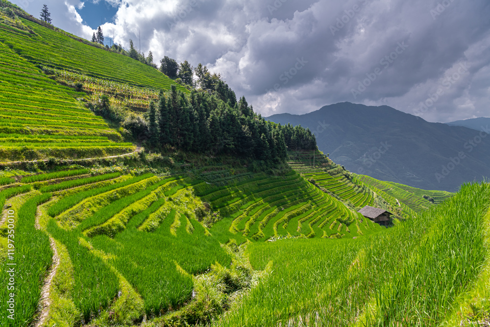 Fototapeta premium Yao Village Dazhai, Longsheng, near town of Guilin, Guangxi, China. Farmhouses in highlands of China
