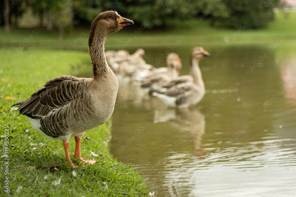 Lindos gansos, em uma paisagem belíssima.
Beautiful geese in a stunning landscape. Lindos gansos, em uma paisagem belíssima.
Beautiful geese in a stunning landscape.