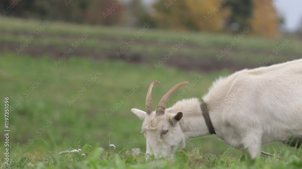 goat grazing on a farm meadow, livestock farming in the village.