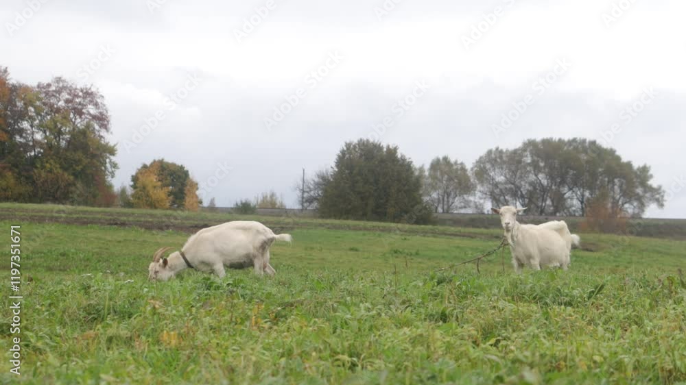 goats graze on a farm and eat grass goats graze on a farm and eat grass