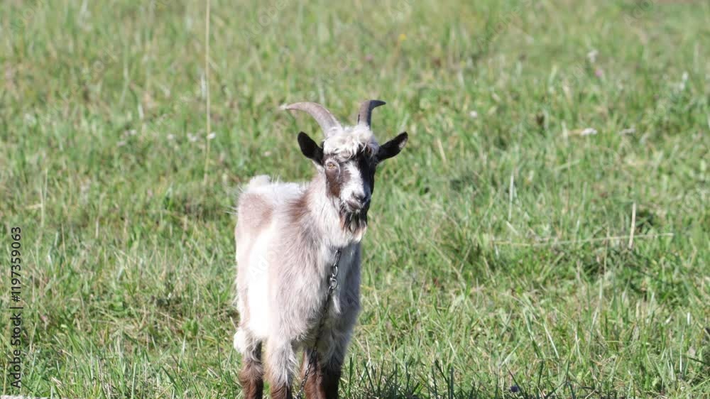 goat close up on a farm in summer goat close up on a farm in summer