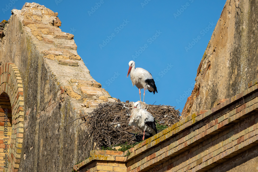 Storch, Störche sitzen auf ihren Nestern auf einem alten Haus in Spanien