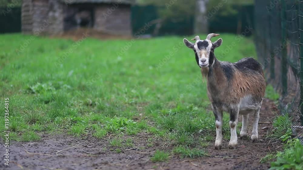 goat grazing on a farm meadow, livestock farming in the village. goat grazing on a farm meadow, livestock farming in the village.