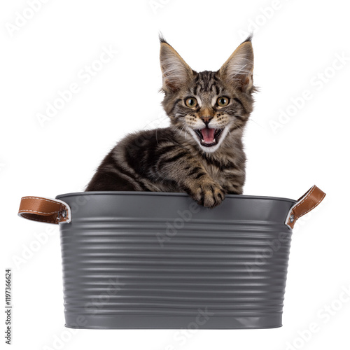 Pretty black tabby blotched Maine Coon cat kitten, sitting in metal bucket. Looking towards camera. Mouth open meowing. Isolated cutout on a transparent background. photo