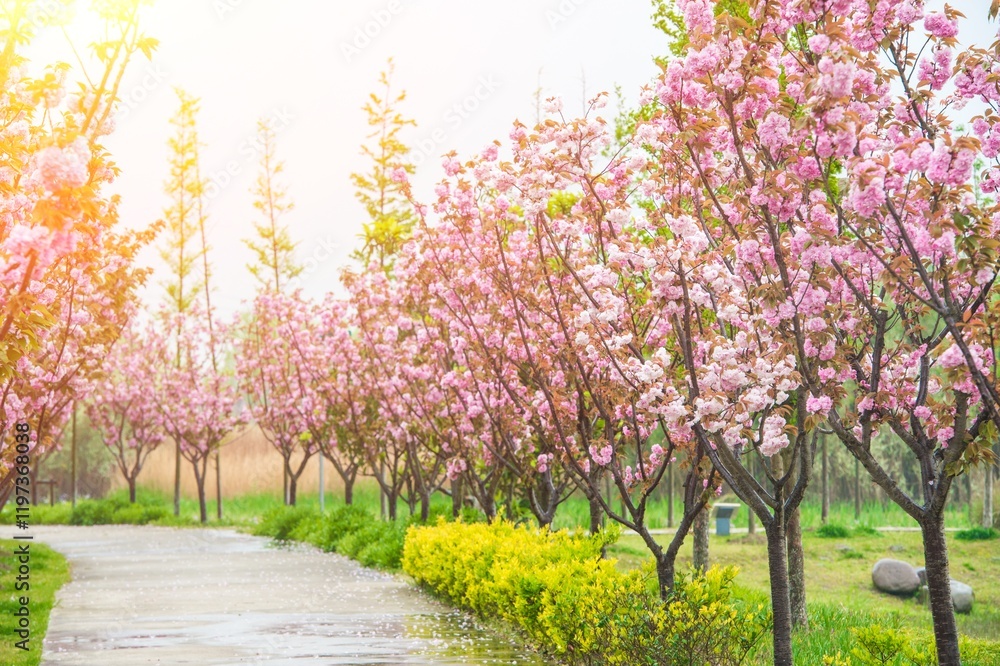 Cherry trees bloom under bright sunlight in a vibrant spring landscape Cherry trees bloom under bright sunlight in a vibrant spring landscape