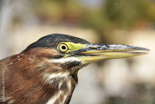 Garcita verde Butorides virescens
 photo