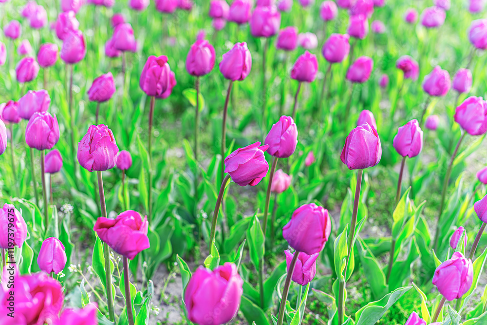 A flower bed with blooming spring tulips. A flower bed with blooming spring tulips.