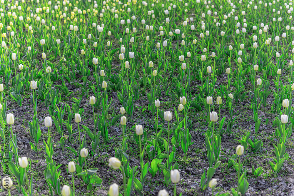 A flower bed with blooming spring tulips.
