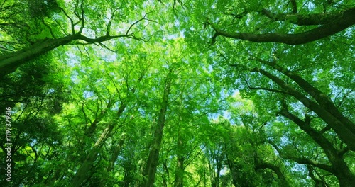 太陽の光が綺麗な新緑の木