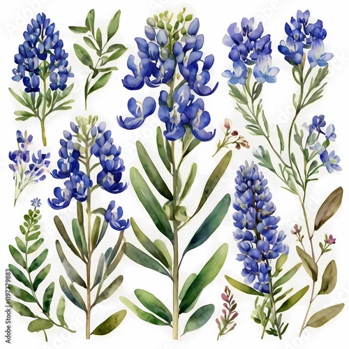 Big set with flowers, twigs and leaves of blue bonnet. Watercolor illustration in white background. This set is well suited for your various projects: creating cards, invitations, wedding design, etc.