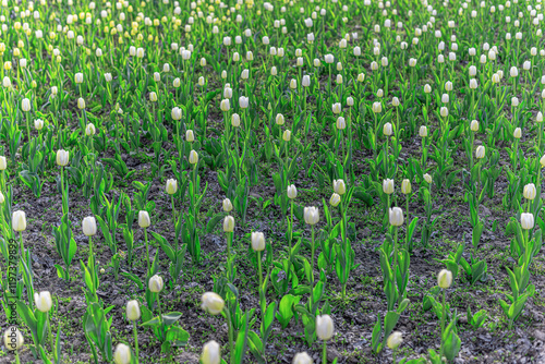 Obraz na płótnie A flower bed with blooming spring tulips. w salonie