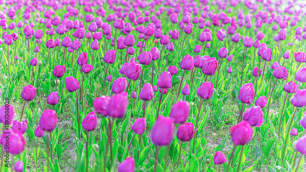 A flower bed with blooming spring tulips.