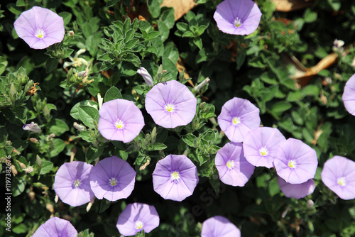 Closeup of Blue Rock bindweed blooms, New South Wales Australia
 photo