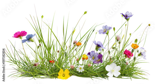 PNG Colorful wildflowers in green grass