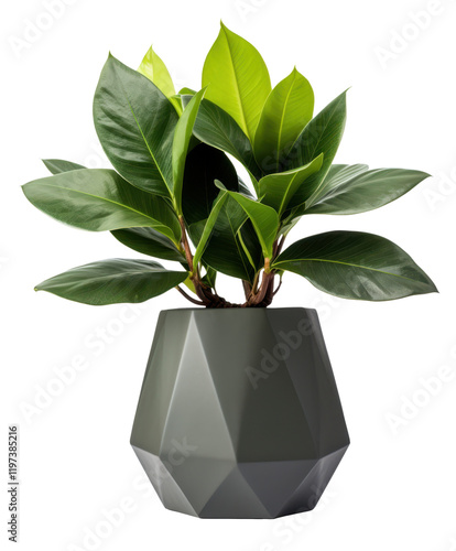 modern office plant in grey pot isolated on white or transparent png photo