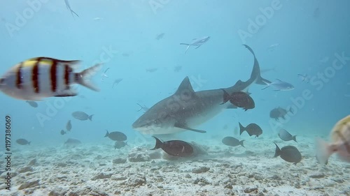 Tiger shark (Galeocerdo cuvier) at Fuvahmulah Tiger Zoo, Maldives