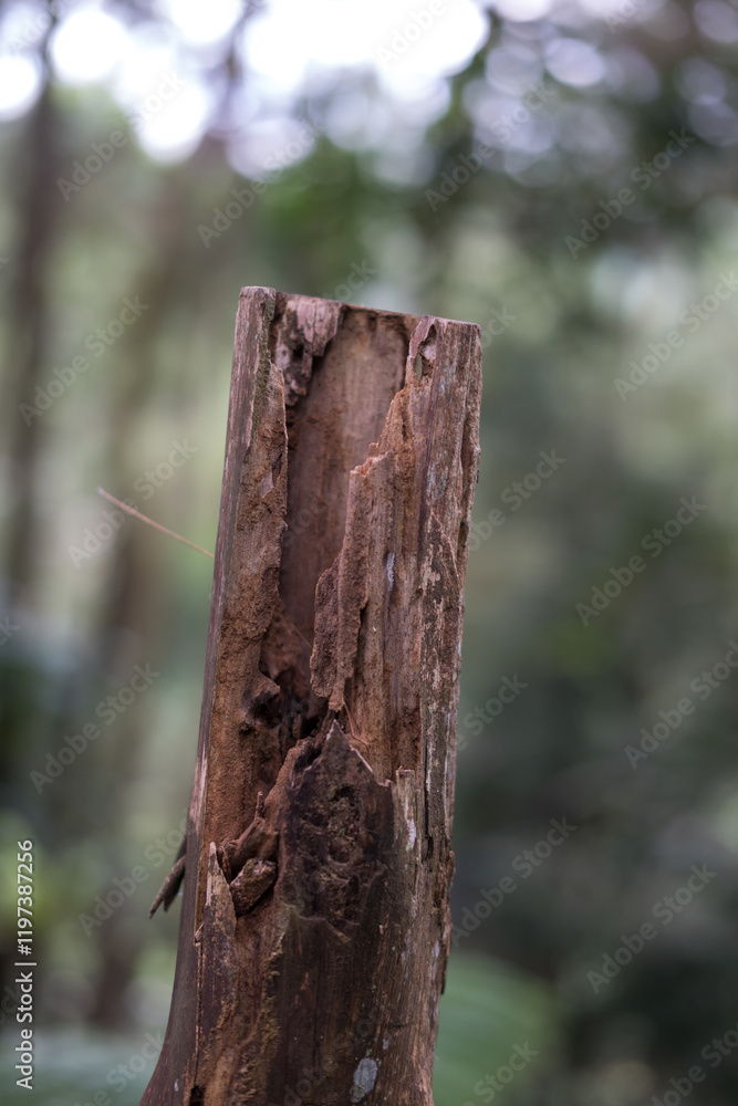 Fototapeta premium Broken, hollowed-out tree trunk or branch, rough texture, blurred green background.