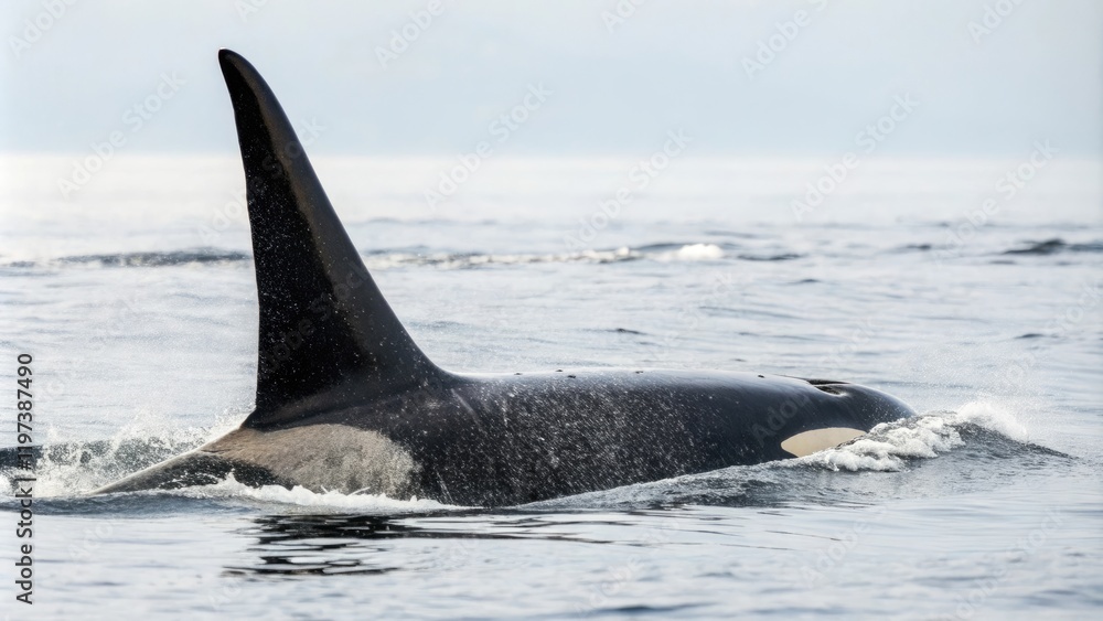 Fototapeta premium A killer whale's dorsal fin isolated on a white canvas, orca back, texture image, aquatic mammal