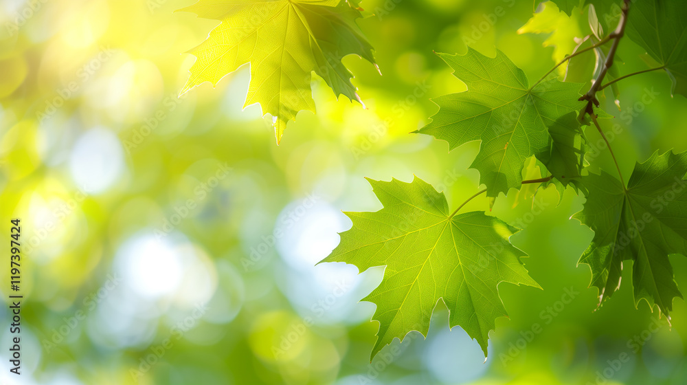 Green Maple Leaves with Sunlight Bokeh, Perfect for Nature-Themed Backgrounds, Eco Projects, Wellness Promotions, Gardening Ads, or Environmental Campaigns Green Maple Leaves with Sunlight Bokeh, Perfect for Nature-Themed Backgrounds, Eco Projects, Wellness Promotions, Gardening Ads, or Environmental Campaigns
