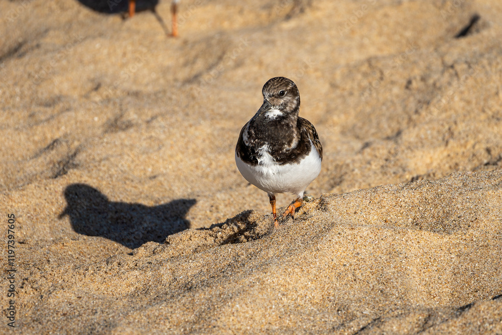 Steinwälzer (Arenaria interpres) Vogelart / Schnepfenvogel am Strand von Rota in Spanien