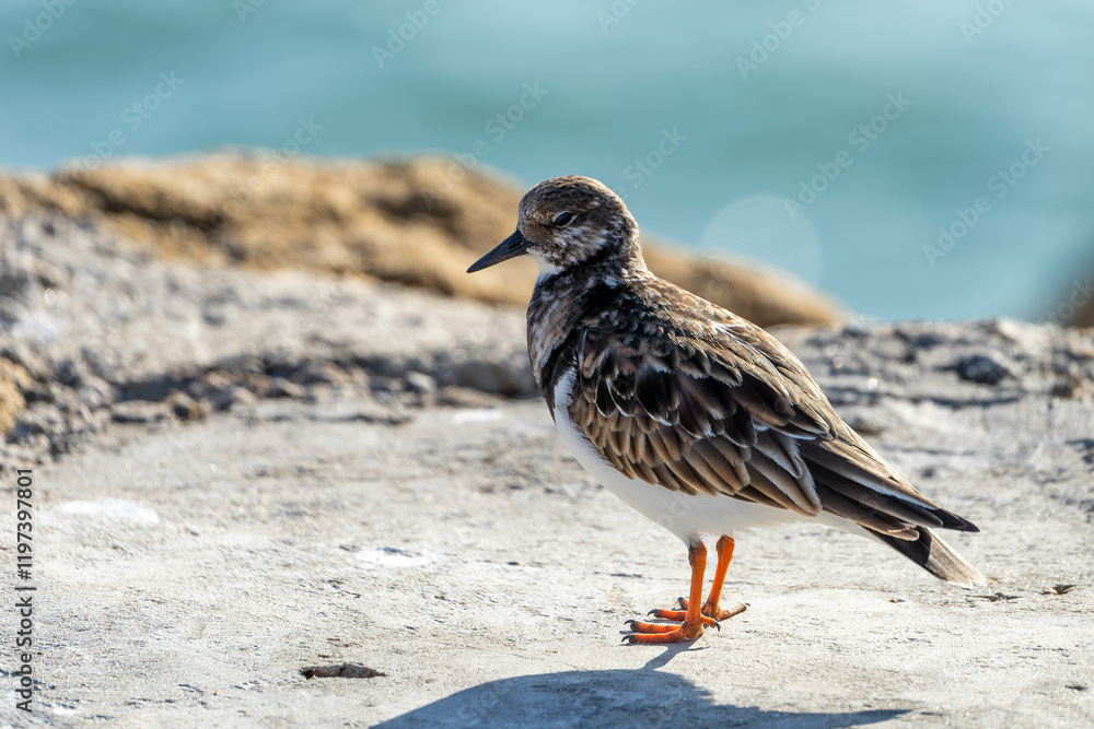 Steinwälzer (Arenaria interpres) Vogelart / Schnepfenvogel am Strand von Rota in Spanien