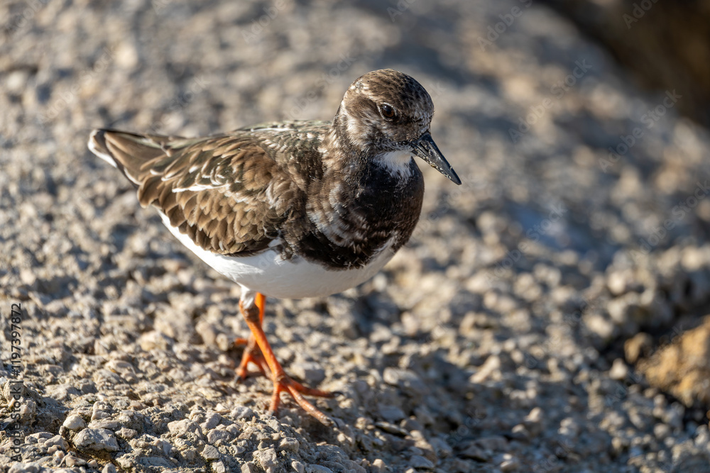 Steinwälzer (Arenaria interpres) Vogelart / Schnepfenvogel am Strand von Rota in Spanien