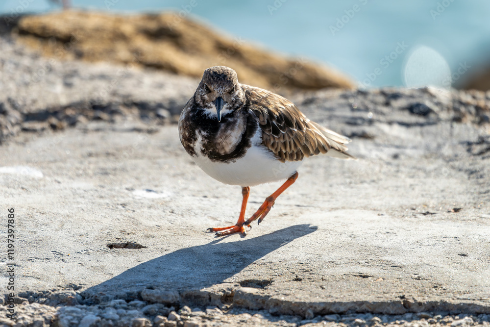 Steinwälzer (Arenaria interpres) Vogelart / Schnepfenvogel am Strand von Rota in Spanien