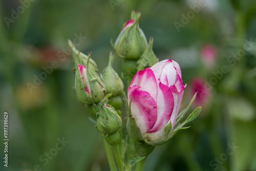 close up of pretty pink rose bud with a blurred green background