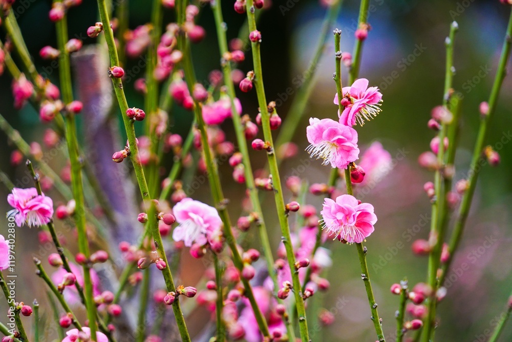 Beautiful peach blossoms bloom on a peach tree during springtime in a vibrant garden setting Beautiful peach blossoms bloom on a peach tree during springtime in a vibrant garden setting
