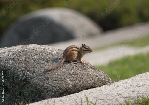 Squirrel on rocks, North Hwanghae Province, Kaesong, North Korea photo