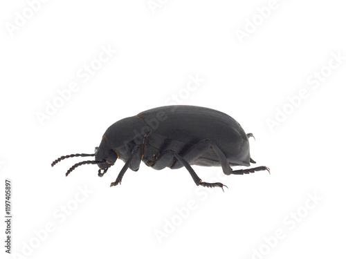 Darkling beetle isolated on white background, Blaps sp photo