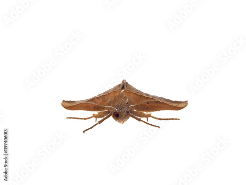 Brown triangle snout moth isolated on white background, Hypena lividalis photo