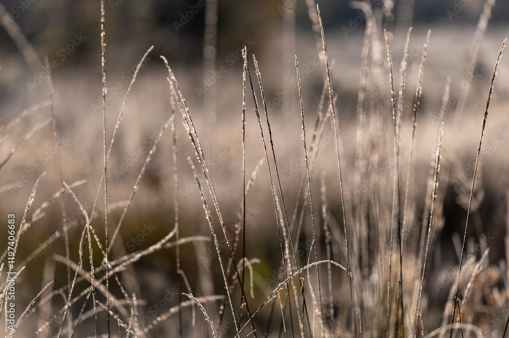 Artistic abstract nature background with frost on forest plants and blades of grass Artistic abstract nature background with frost on forest plants and blades of grass