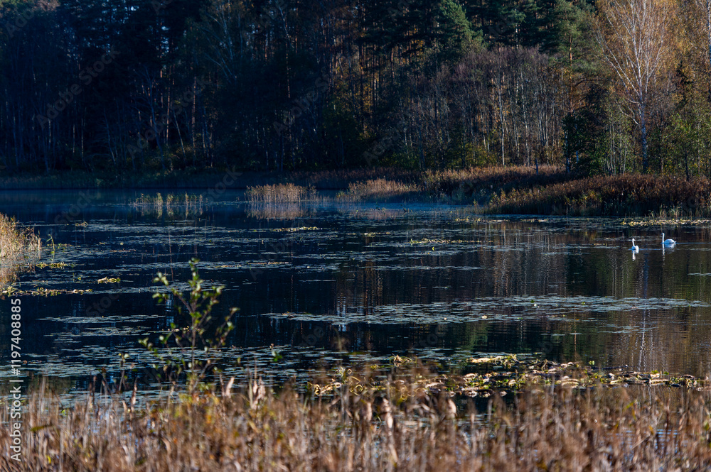Obraz premium Autumn landscape with white swans on a forest lake