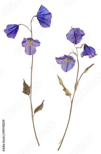 PNG California bluebell flower flowers pressed art. photo