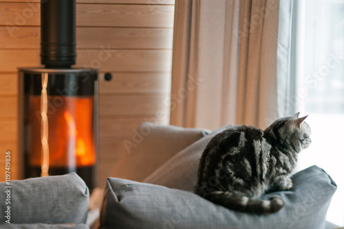 cat sitting next to the firplace photo