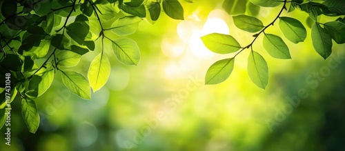 Green leaves with sunlight shining through in soft focus background, natural bokeh effect and copy space for text. photo