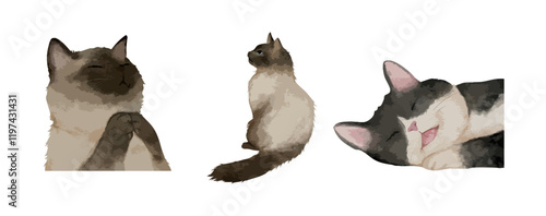 Set of three watercolor Siamese and black and white cats in different poses isolated on white background. Vector illustration