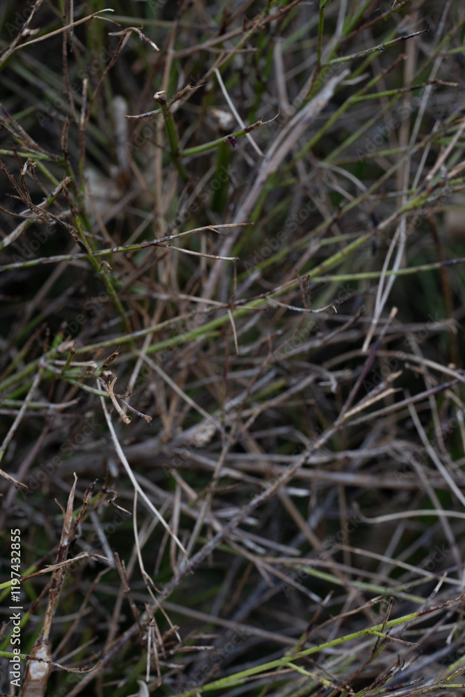A detailed closeup view of a cluster of branches and grass blades A detailed closeup view of a cluster of branches and grass blades