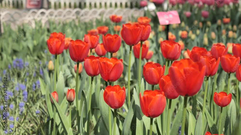 A field of different colour tulips. Spring flowers, west lake Hangzhou China. High quality 4k footage A field of different colour tulips. Spring flowers, west lake Hangzhou China. High quality 4k footage