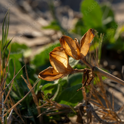 The interesting seed pods or fruit of the Mediterranean Sea Daffodil, Sand Lily, scientific name Pancratium maritimum. The seeds look like coal but are very light in weight to be dispersed by the wind photo