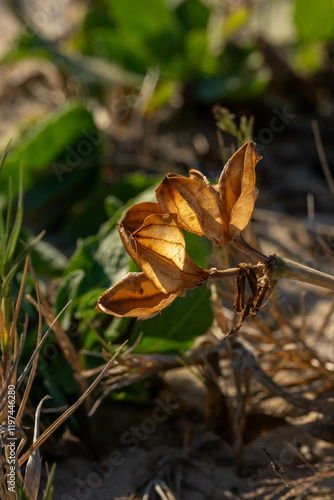 The interesting seed pods or fruit of the Mediterranean Sea Daffodil, Sand Lily, scientific name Pancratium maritimum. The seeds look like coal but are very light in weight to be dispersed by the wind photo