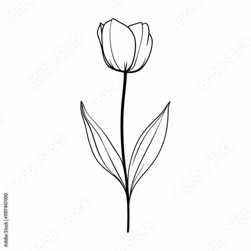 Outline tulip flower on stem isolated on white background. Hand drawn simple design element., icon, logotype, print