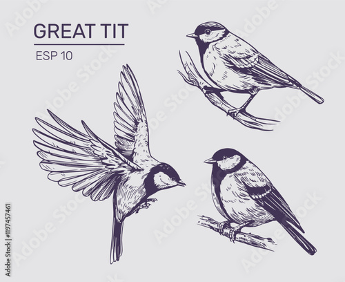 Great tit sketch, realistic bird, hand drawn, vector illustration, black outline