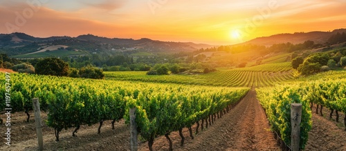 Wallpaper Mural Vast vineyard landscape at sunset with clear sky and ample blank space for text Torontodigital.ca