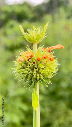 Leonotis nepetifolia, also known in Brazil as Cordão-de-frade