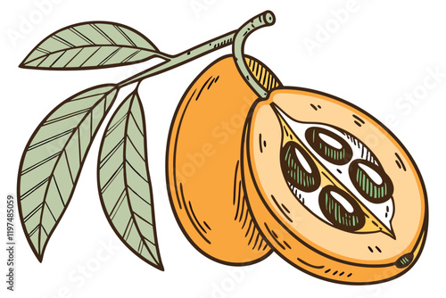 Loquat fruit, botanical illustration, watercolor painting, vibrant orange, cross-section, seeds visible, green leaf, realistic detail, soft shadows, isolated on white background, food art, organic sha