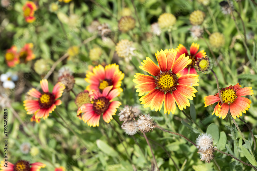 Beautiful Firewheel (Gaillardia pluchella) flowers. Beautiful Firewheel (Gaillardia pluchella) flowers.