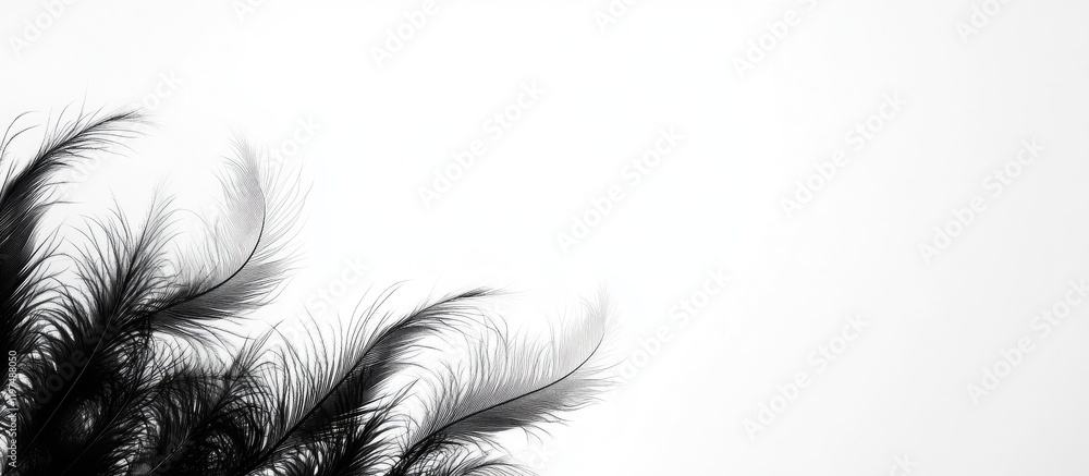 Obraz premium Black feather texture on a white background with ample copy space for text placement.