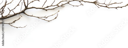 Dry tree branch with multiple twigs against a white background suitable for showcasing design elements Copy Space photo